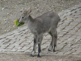 Фото Голубой  баран