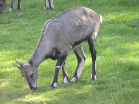 Фото Голубой  баран