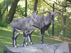 Фото Голубой  баран