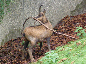 Фото Пиренейская серна