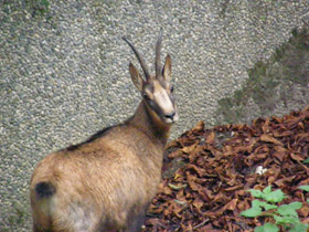 Фото Пиренейская серна