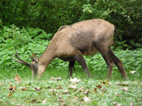 Фото Пиренейская серна