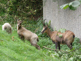 Фото Пиренейская серна