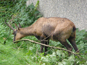 Фото Пиренейская серна