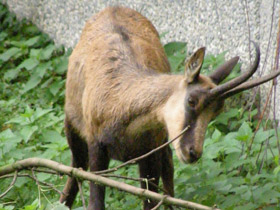 Фото Пиренейская серна