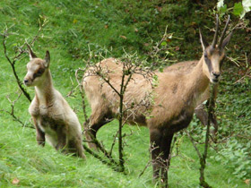 Фото Пиренейская серна