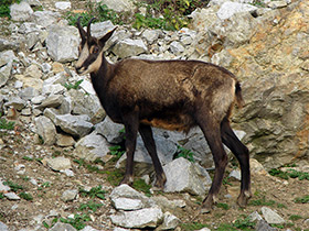 Фото Пиренейская серна