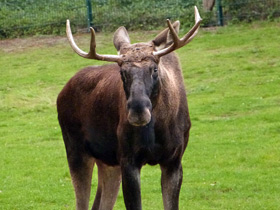 Фото Лось: этот странный сохатый