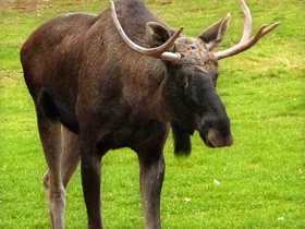 Смотреть фото Лоси Фото Лоси