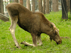Фото Лось: этот странный сохатый
