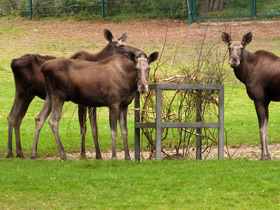 Фото Лось: этот странный сохатый