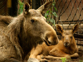 Фото Лось: этот странный сохатый