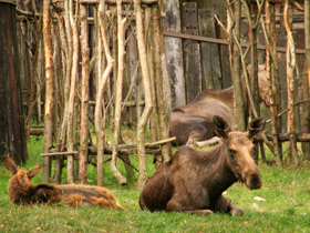 Фото Лось: этот странный сохатый