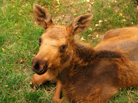 Фото Лось: этот странный сохатый