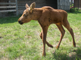 Фото Лось: этот странный сохатый