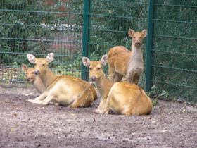 Фото Барасинга