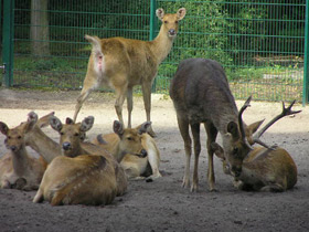 Фото Барасинга