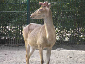 Фото Олень-лира