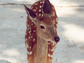 Фото Уссурийский пятнистый олень