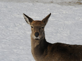 Фото Пятнистый олень
