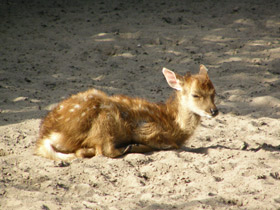 Фото Пятнистый олень