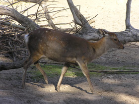 Фото Пятнистый олень