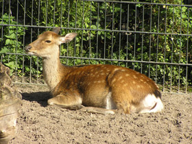 Смотреть фото О сообразительности животных Фото О сообразительности животных