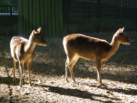 Фото Гривистый замбар