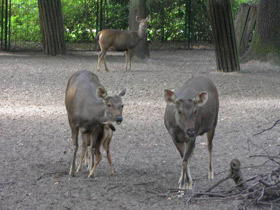 Фото Индийский замбар