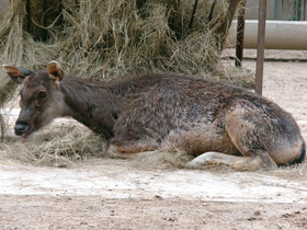 Фото Индийский замбар