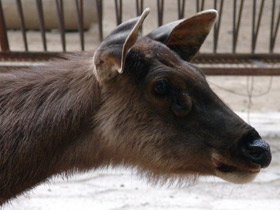 Фото Индийский замбар