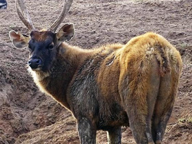 Фото Индийский замбар