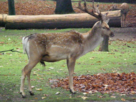 Фото Иранская лань