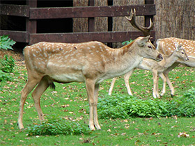 Фото Иранская лань