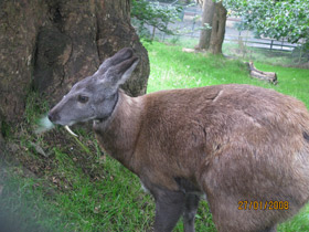 Фото Кабарга