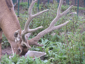 Смотреть фото Беломордый олень Фото Беломордый олень