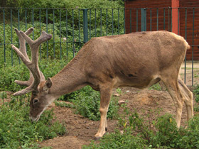 Смотреть фото Беломордый олень Фото Беломордый олень