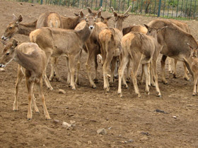 Смотреть фото Беломордый олень Фото Беломордый олень