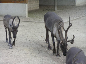 Фото Северный олень