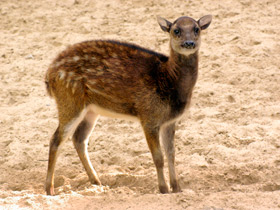 Фото Филиппинский пятнистый олень