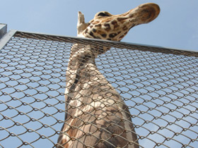 Смотреть фото Самая долгая беременность у животных Фото Самая долгая беременность у животных