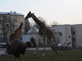 Смотреть фото Жираф Фото Жираф