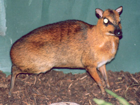 Фото Большой оленёк