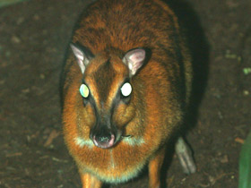 Фото Большой оленёк
