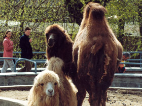 Смотреть фото Самые прожорливые животные Фото Самые прожорливые животные