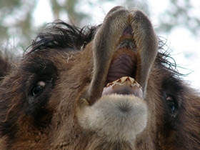 Фото Двугорбый верблюд