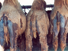 Фото Двугорбый верблюд