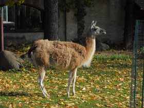 Фото Гуанако