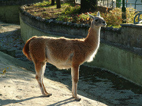 Фото Гуанако