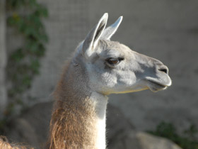 Фото Гуанако